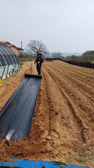 박순덕님의 시금치 · 영농일지 작성글 사진
