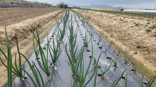 늘푸른 농장주님의 기타작물 · 영농일지 작성글 사진