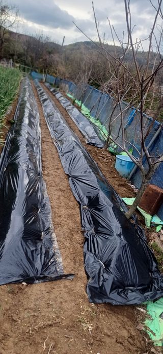 초보퍼머5도2촌준비님의 기타작물 · 영농일지 작성글 사진