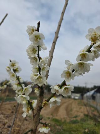 정민지호맘님의 기타작물 · 영농일지 작성글 사진