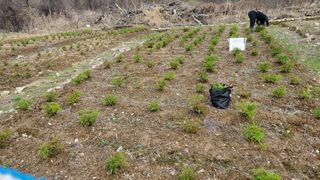 어명순님의 기타작물 · 영농일지 작성글 사진