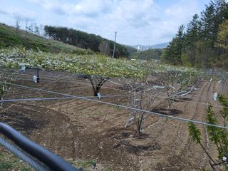 손덕락님의 배 · 영농일지 작성글 사진