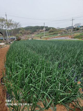 이흥희님의 기타작물 · 영농일지 작성글 사진