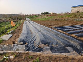 흥부네땅님의 기타작물 · 영농일지 작성글 사진
