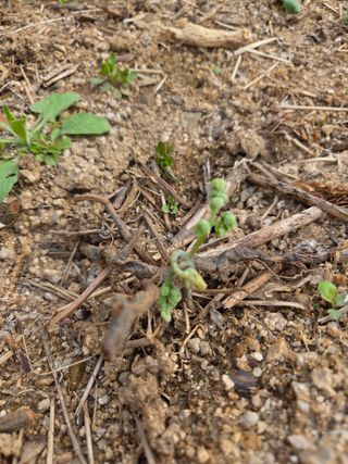 정민지호맘님의 기타작물 · 영농일지 작성글 사진
