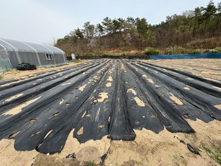 허석영님의 감자 · 영농일지 작성글 사진