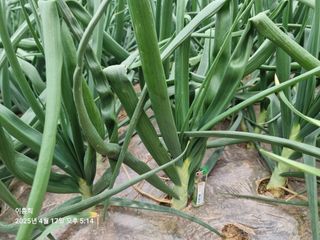 이흥희님의 기타작물 · 영농일지 작성글 사진