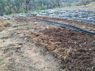 형남영님의 기타작물 · 영농일지 작성글 사진