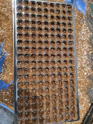 이상욱님의 참깨 · 영농일지 작성글 사진