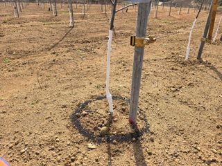 이흥식(청아농원)님의 사과 · 영농일지 작성글 사진