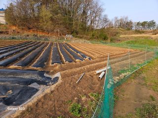 흥부네땅님의 기타작물 · 영농일지 작성글 사진