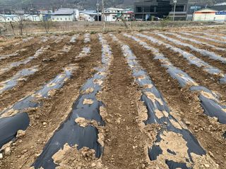 백용구님의 두릅 · 영농일지 작성글 사진