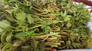 어명순님의 기타작물 · 영농일지 작성글 사진