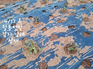kh글로벌님의 기타작물 · 영농일지 작성글 사진
