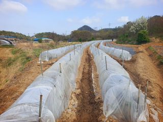 오이8898황산면님의 고추 · 영농일지 작성글 사진