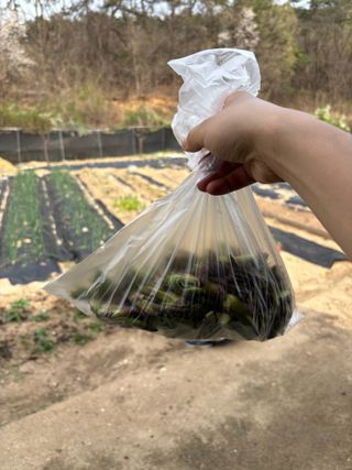 허석영님의 두릅 · 영농일지 작성글 사진