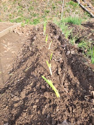 김홍중님의 기타작물 · 영농일지 작성글 사진