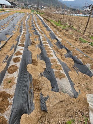 정민지호맘님의 기타작물 · 영농일지 작성글 사진