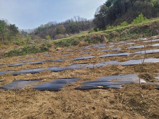 시금치7186님의 기타작물 · 영농일지 작성글 사진