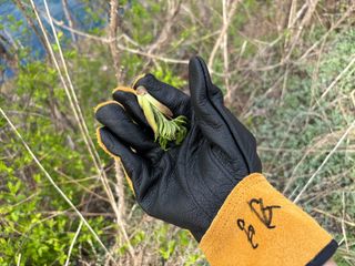 허석영님의 두릅 · 영농일지 작성글 사진