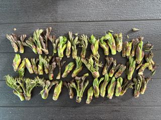 허석영님의 두릅 · 영농일지 작성글 사진