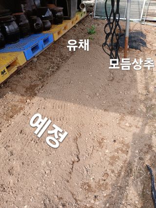 안승호님의 기타작물 · 영농일지 작성글 사진