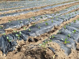 왕자농원님의 기타작물 · 영농일지 작성글 사진