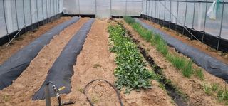 이남수진천님의 토마토 · 영농일지 작성글 사진