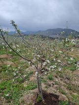 팜모닝 기타작물·영농일지 게시글 이미지