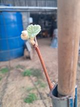 팜모닝 기타작물·영농일지 게시글 이미지