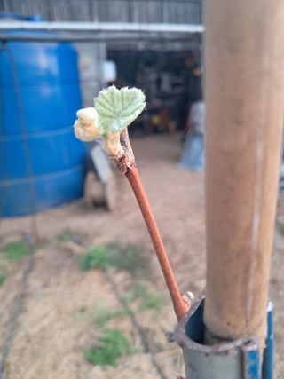 미스농부님의 기타작물 · 영농일지 작성글 사진