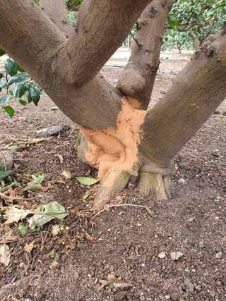 하나라도 소중하게님의 기타작물 · 영농일지 작성글 사진