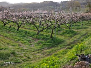 흥부네땅님의 기타작물 · 영농일지 작성글 사진