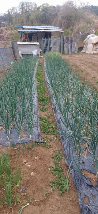 초보퍼머5도2촌준비님의 기타작물 · 영농일지 작성글 사진