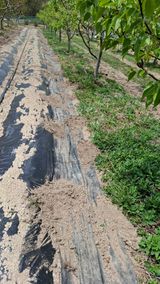 팜모닝 기타작물·영농일지 게시글 이미지