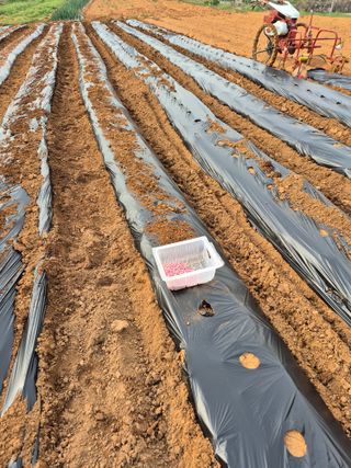 최복현님의 기타작물 · 영농일지 작성글 사진