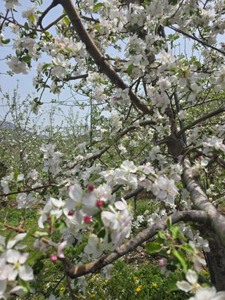 최동구님의 기타작물 · 영농일지 작성글 사진