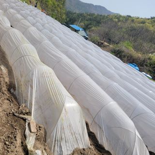 김선순(공룡자색마)님의 기타작물 · 영농일지 작성글 사진