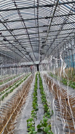 김명숙님의 오이 · 영농일지 작성글 사진