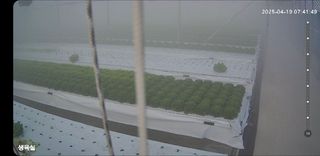 브리즈팜님의 상추 · 영농일지 작성글 사진