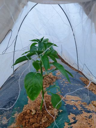 둥이농장(김준태)님의 고추 · 영농일지 작성글 사진