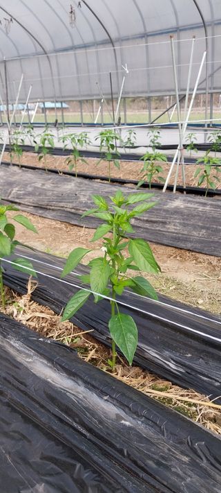 이사룡님의 기타작물 · 영농일지 작성글 사진