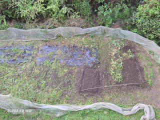 Captain김상곤님의 매실 · 영농일지 작성글 사진