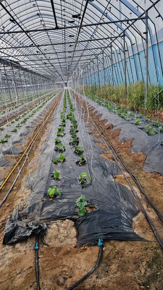 김명숙님의 오이 · 영농일지 작성글 사진