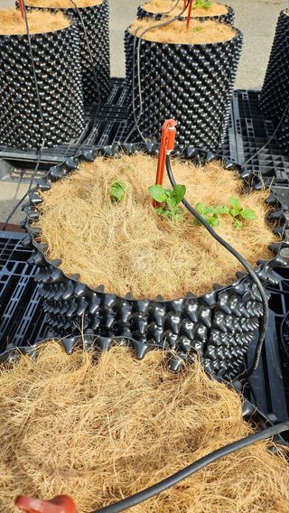 김세용님의 감자 · 영농일지 작성글 사진