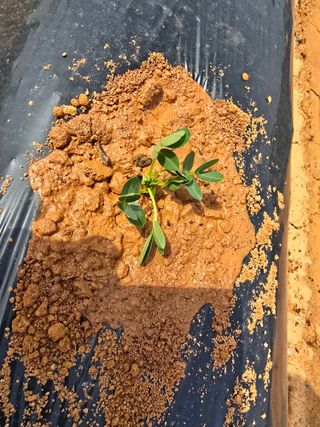 심기정님의 기타작물 · 영농일지 작성글 사진