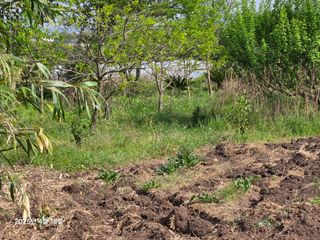 Captain김상곤님의 매실 · 영농일지 작성글 사진