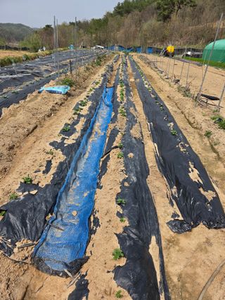 최정훈님의 기타작물 · 영농일지 작성글 사진