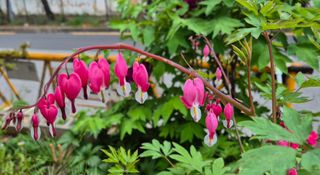 진문거사님의 호박 · 영농일지 작성글 사진