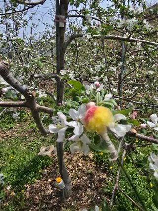 최동구님의 기타작물 · 영농일지 작성글 사진